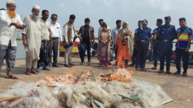 আড়াইহাজারে ইলিশ শিকারের দায়ে কারেন্ট জাল জব্দ