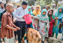 আড়াইহাজারে ৩০জন জেলেদের বিকল্প কর্মসংস্থানে বকনা বাছুর বিতরণ